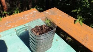 Как посадить и вырастить (окультурить) ?? Иван-чай. (Russian tea).