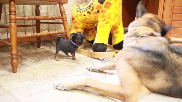 Щенок пти брабансона 2 мес играет с малинуа Ингрюшей смотреть онлайн