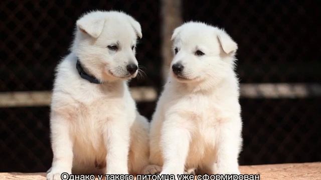 В каком возрасте лучше брать щенка домой смотреть онлайн