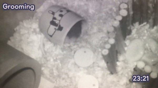 Hamster Night Cam 🌙 | Pip The Hamster