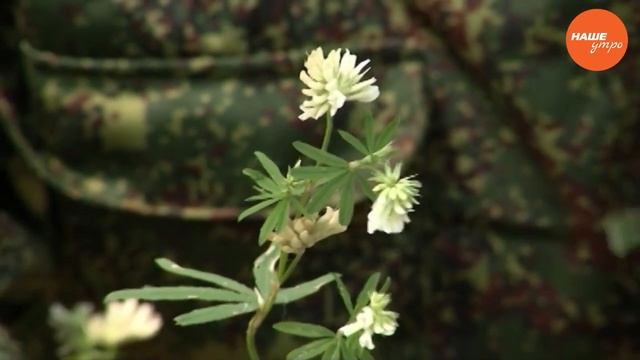 Очанка – трава для глаз смотреть онлайн