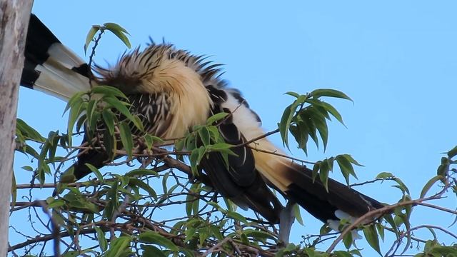 Animal * anu-branco * (Guira guira) , bando de anus brancos!! смотреть онлайн