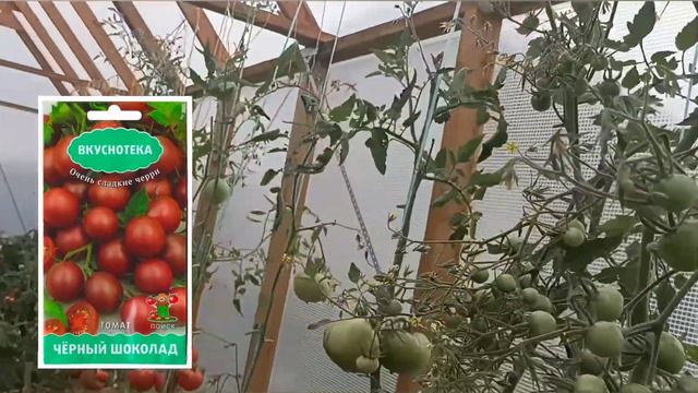 🔥Обзор томатов 2022.🍅 Вся правда💯 о бренде томатов😱 смотреть онлайн