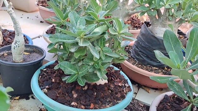 Tips to Grow Adenium Seeds to Beautiful Desert Roses | एडेनियम के बीज उगाने से पहले ये जान लीजिये смотреть онлайн