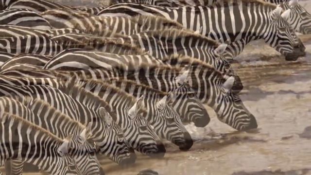 Oikos per la Giornata Mondiale dell'Ambiente смотреть онлайн