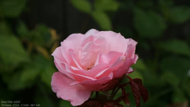 Sony Dslr A200 Sample Images | Sony Dslr A200 Photos | Sony Dslr A200 Pictures смотреть онлайн