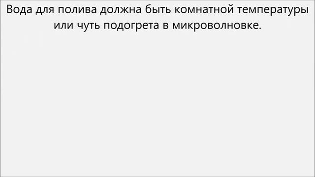 Как поливать фиалки.Как часто поливать фиалки смотреть онлайн