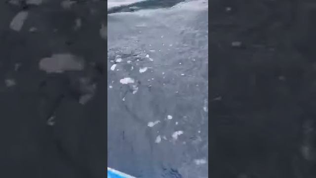 Касатки Сахалин смотреть онлайн