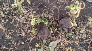 Металлоискатель ТХ-960. Заключительный обзор.