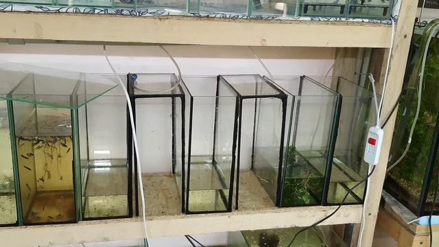 Филомена на нерест! Петушки ни нерес! Гурами платина на нерест!