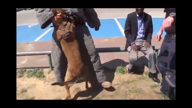 Овчарка Охраняет Обьект смотреть онлайн