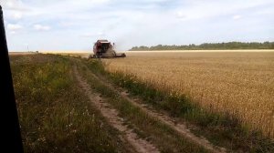 Уборка яровой пшеници на полесье GS12