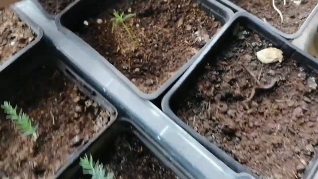 Олеандр из семян. Всходы Олеандра, кипариса и др.