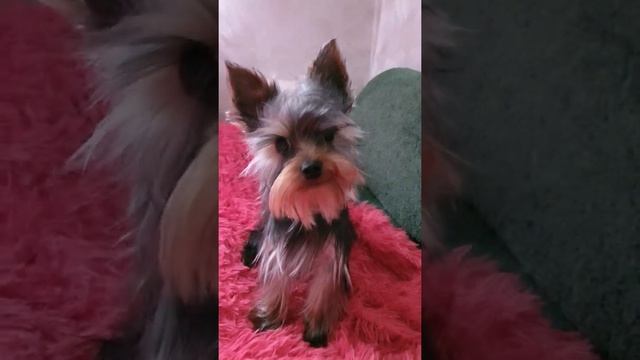 Йоркширский терьер. Уход за шерстью.Чем мыть йорка.