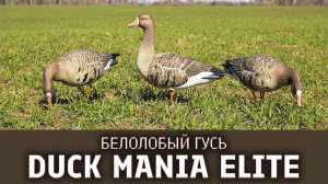 Чучела белолобого гуся Duck Mania Elite | Весеннее открытие охоты на гуся рядом!