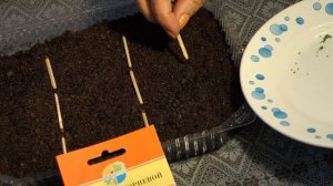 447. СЕЛЬДЕРЕЙ НА РАССАДУ=самый простой и надежный СПОСОБ=