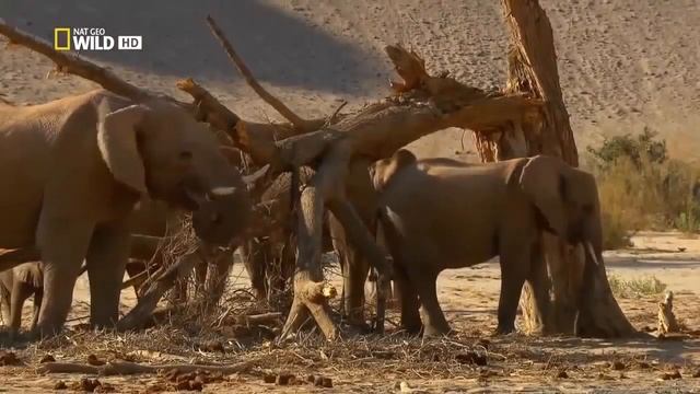 Elephant Documentary -  King Of The Africa | Kalahari Elephants