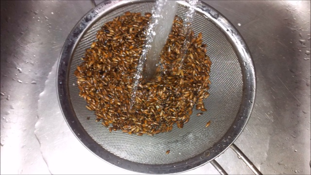 Проращивание расторопши. Юрий Буркин [легкий способ] смотреть онлайн