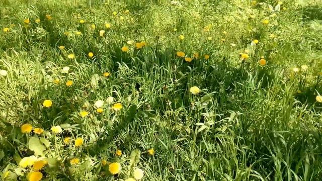 Одуванчики в городе...