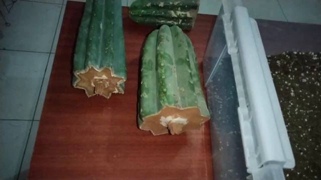 Cortar y sembrar correctamente Cactus San pedro - wachuma смотреть онлайн
