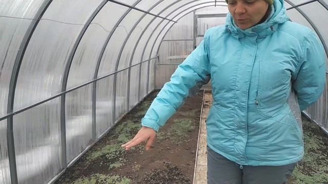 Дачная пятиминутка в теплице: сидераты, посев зелени и капусты 35 смотреть онлайн