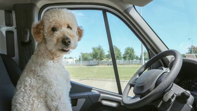 5 DICAS PARA VIAJAR COM O SEU PET смотреть онлайн