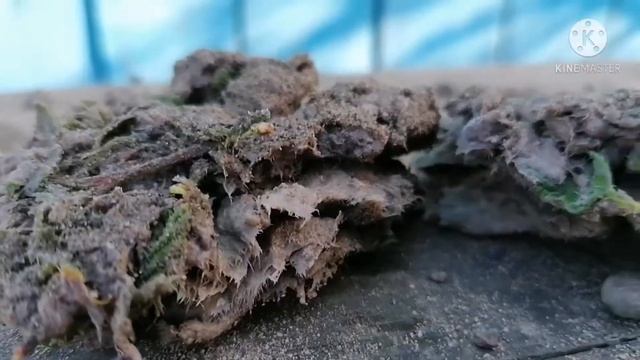 Мясо по гречески опережает мясо по французски! Долой мясо по французски! Только Греческое смотреть онлайн
