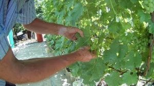 Обработка_винограда_от_болезней_содой.Результат_обработки.Чем_обработать_виноград_от_болезней
