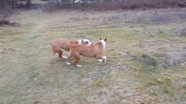 american staffordshire terrier смотреть онлайн