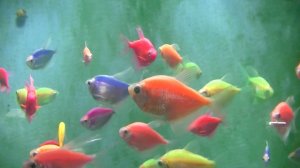 Разведение Тернеций. Содержание Стурисомы Панамской.