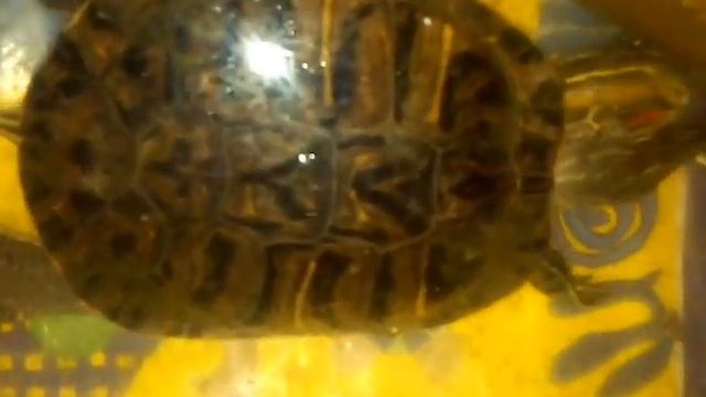 Кормим черепаху. Чем кормить черепаху зимой? смотреть онлайн