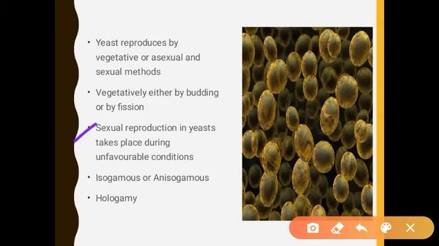 Yeast- Ascomycetes|Fungi|NEET|English&Bengali Lecture