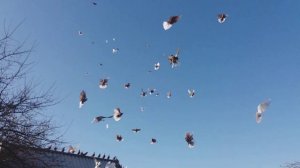 Голуби Николая Кусова