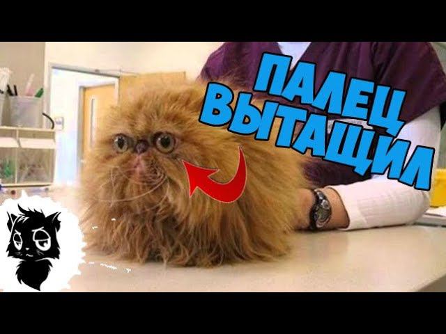 Сильные приколы с котами [Черный кот]