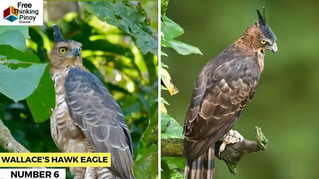 10 MALAKAS At Maganda AGILA SA MUNDO | Philippine Eagle, Golden Eagle, Bald Eagle | TOP 10 Eagles