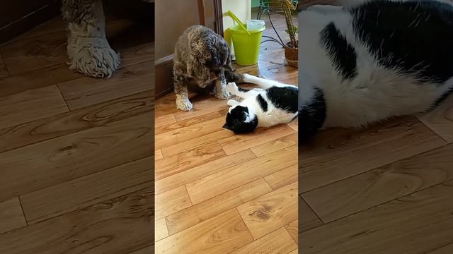 Давай играть, друг мой смотреть онлайн