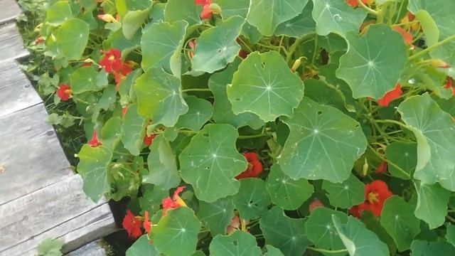 Какие цветы посадить в саду и сроки посадки смотреть онлайн