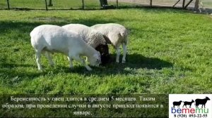 СЛУЧКА. Когда подпускать барана к овце?