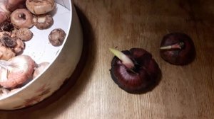 Проросли гладиолусы.Нужен совет,что делать????