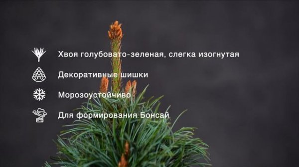 BONNIE BERGMAN - Сосна мелкоцветковая (Pinus parviflora 'Bonnie Bergman') — описание растения
