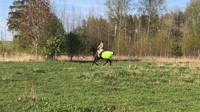 Как ехать на лошади рысью и галопом. смотреть онлайн