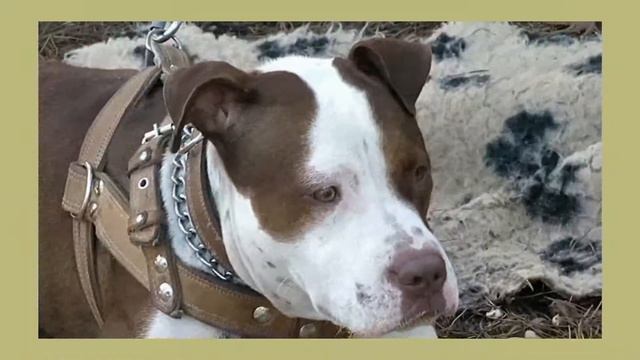 АПБТ DON'T LOOK BACK TEFFI MARSHAL"PIT MUST SURVIVE" (Тэффи) 16 мес. смотреть онлайн