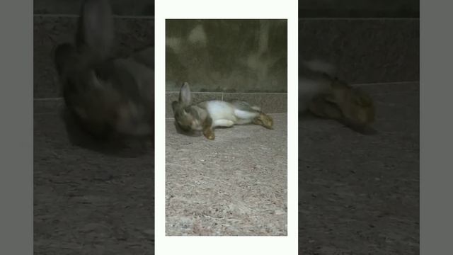 Way a rabbit sleep??? #shorts #ytshorts #mromuvlogo #trending #dekhyakite #cute #rabbit #funnyvideo смотреть онлайн