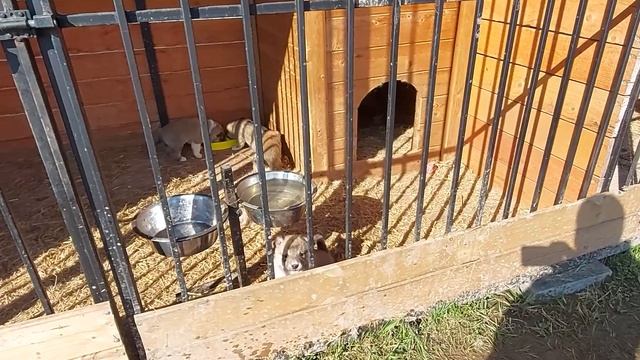 Щенки рвутся на волю смотреть онлайн