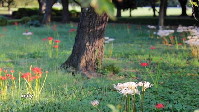 彼岸花❤️Red Spider Lily❤️Cluster Amaryllis❤️Autumn Garden смотреть онлайн