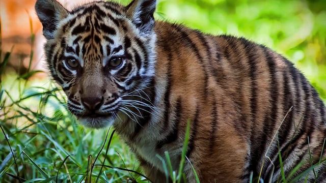 Liger - The Biggest And Strongest Feline In The World