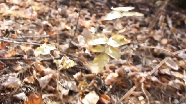"Осень золотая" смотреть онлайн