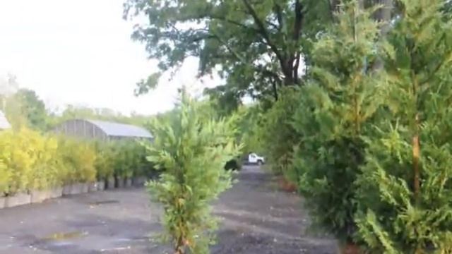 Plant a Gold Rider Cypress смотреть онлайн