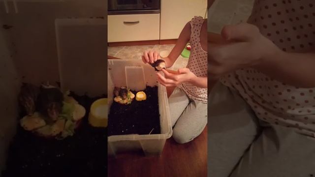 Улитки разные породы, София прекрасная) смотреть онлайн