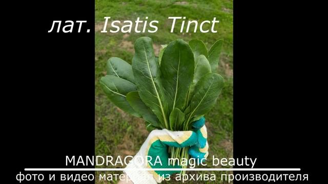 Настоящее масло листьев усьмы и отличие от подделки смотреть онлайн